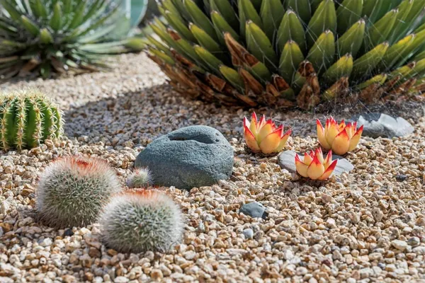 a view of a plant in a garden