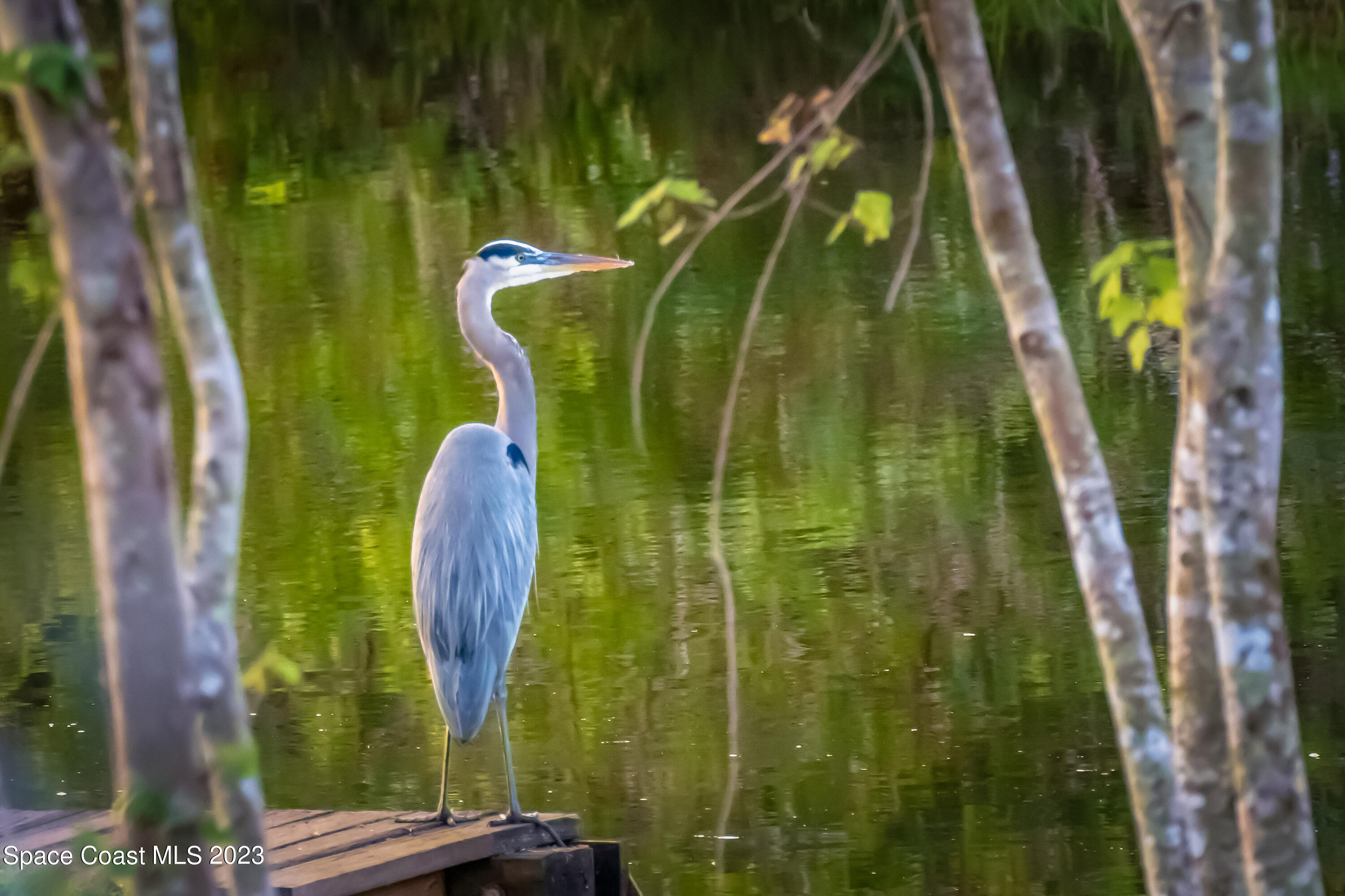 409 Roxy Avenue Melbourne, FL 32901 - Photo 15 of 31 a view of swimming pool
