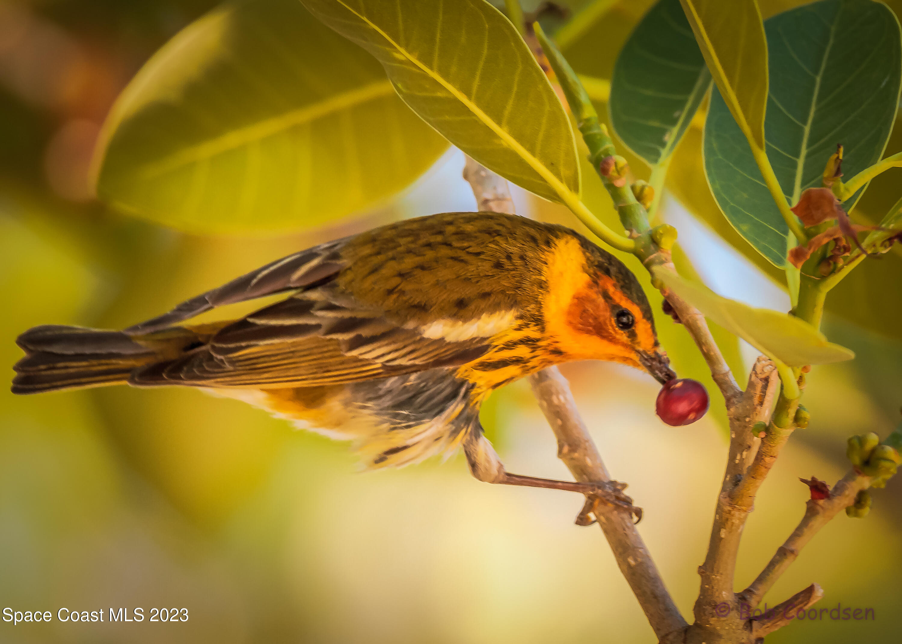 409 Roxy Avenue Melbourne, FL 32901 - Photo 21 of 31 a view of an indoor swimming pool