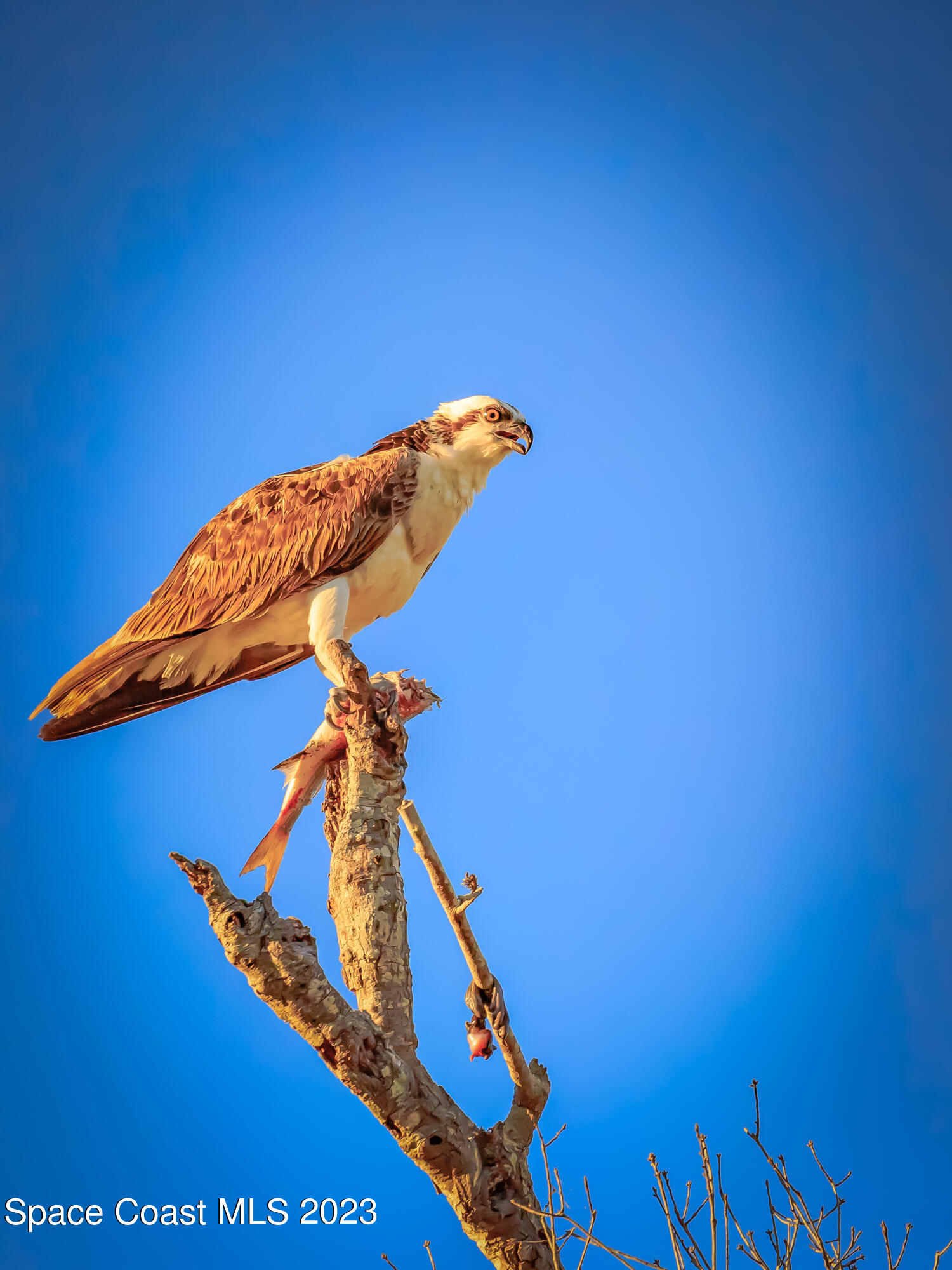 409 Roxy Avenue Melbourne, FL 32901 - Photo 29 of 31