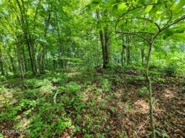 674 Rhodas Way Sunbright, TN 37872 - Photo 14 of 37 20260629_123025