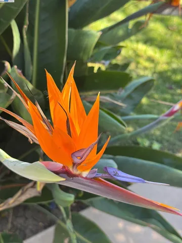 a view of patio with table and chairs and potted plants