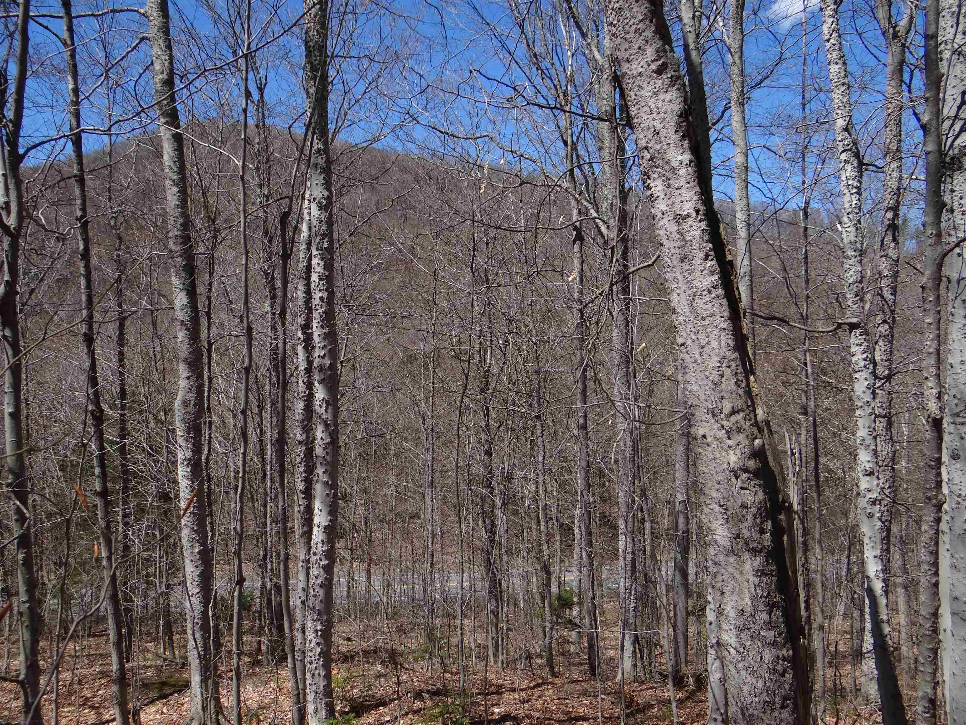 0 South Road South Woodstock, VT 05071 - Photo 27 of 31