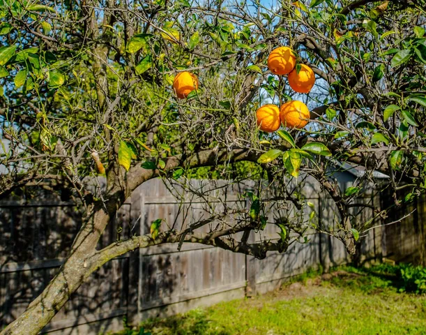 $419,000 | 23 Cross Street, Woodland, CA 95695