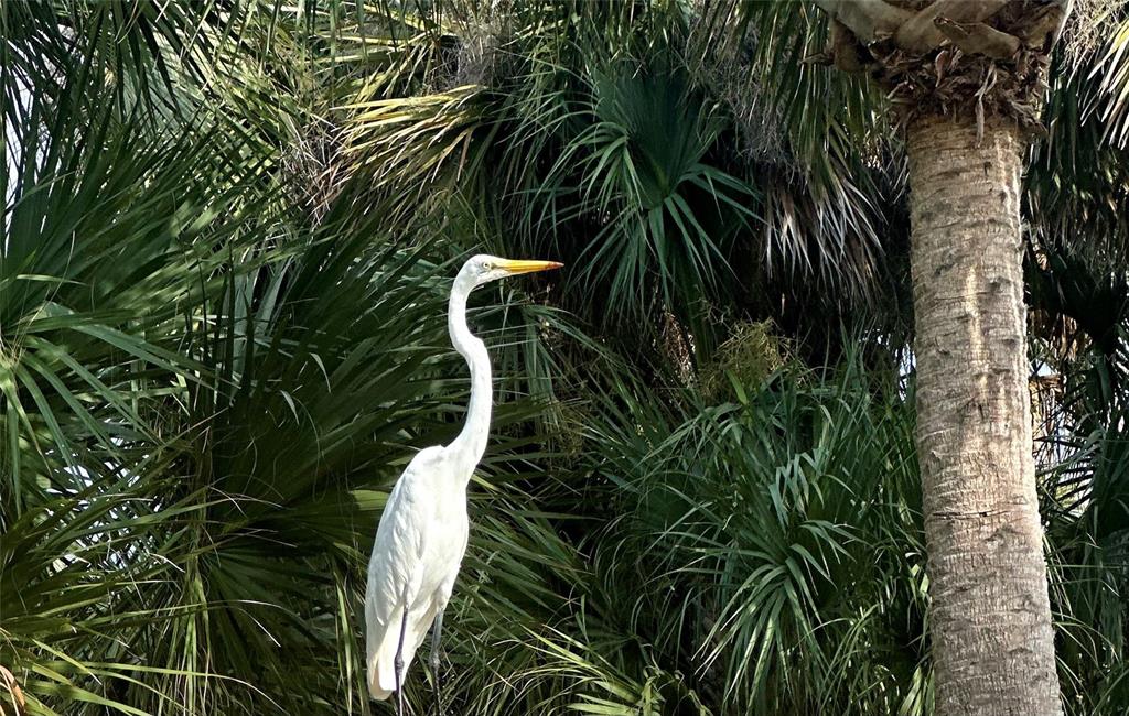 Sflagler Flagler Beach, FL 32136 - Photo 24 of 29 a close up of a plant in a garden