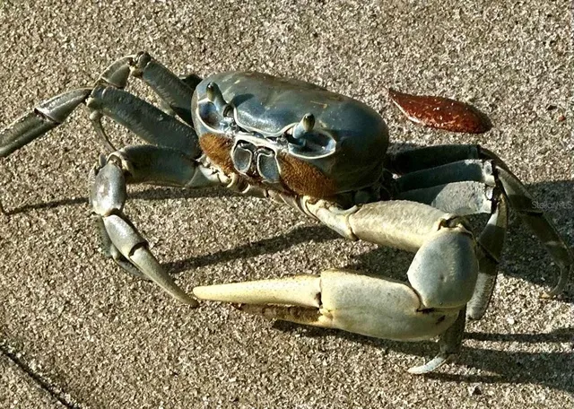 $199,000 | Sflagler, Flagler Beach, FL 32136