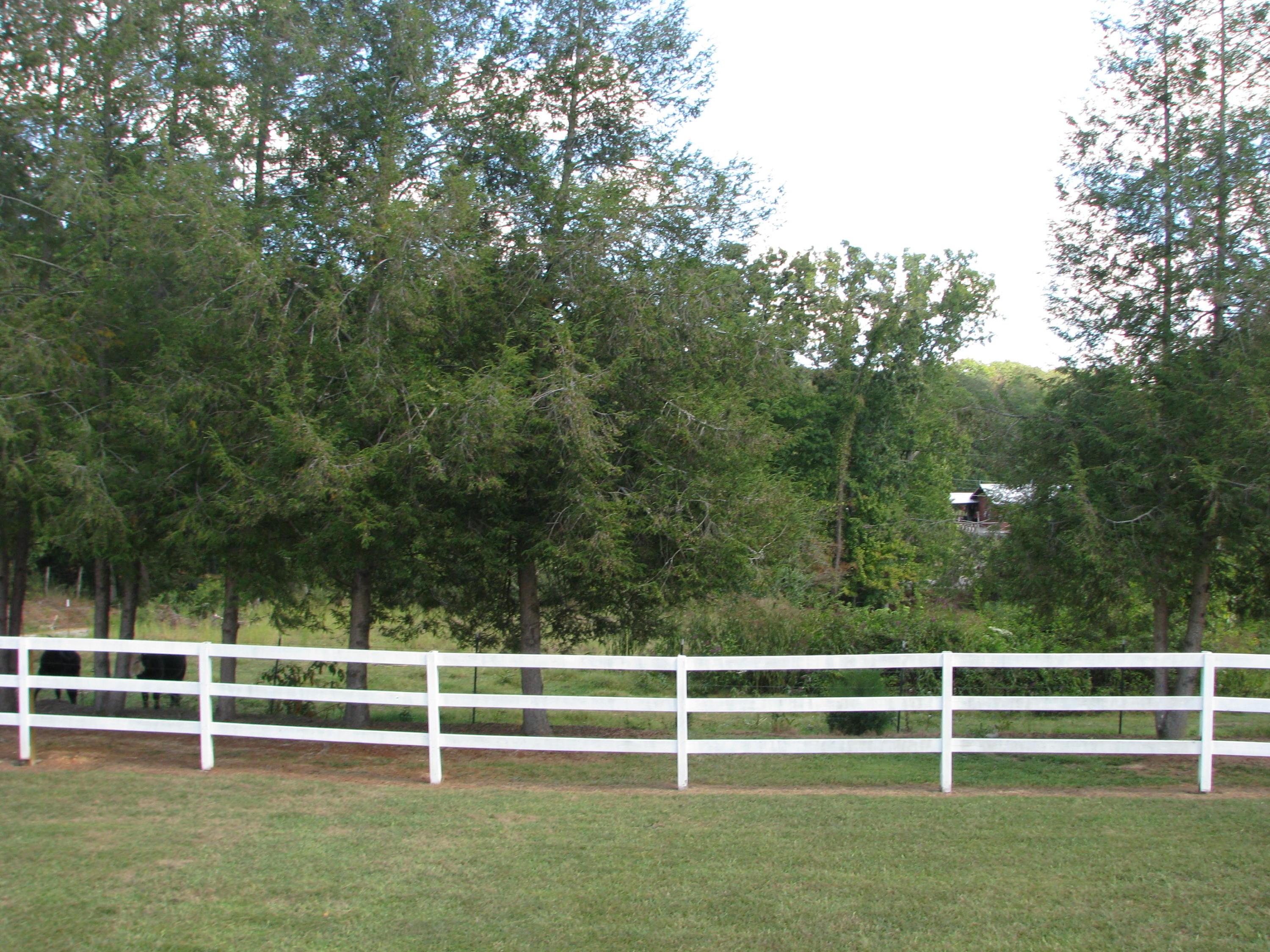 319 Ogle Road Seymour, TN 37865 - Photo 1 of 3 IMG_8838