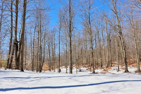$1,885,000 | 10478 Wampum Trail, Evart, MI 49631