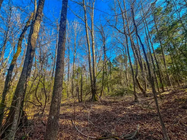 a view of a yard with large trees