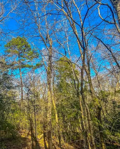 a view of a forest filled with trees