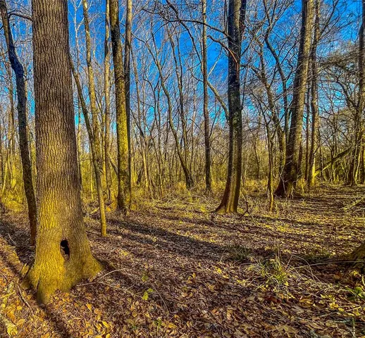 a view of yard with green space