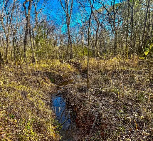 a view of a yard with plants and large trees