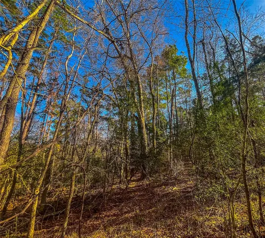 a view of a yard with plants and trees