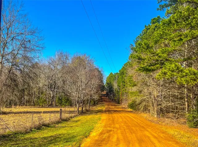 a view of a forest filled with trees