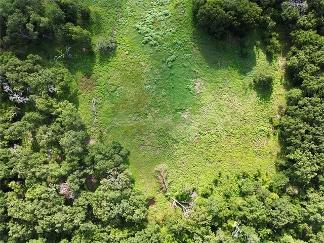 a view of a forest with a tree