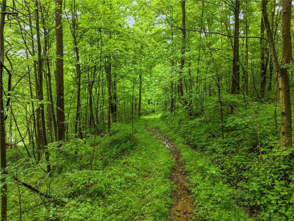 905 Indian Creek Valley Road Normalville, PA 15469 - Photo 36 of 38 a view of a lush green forest