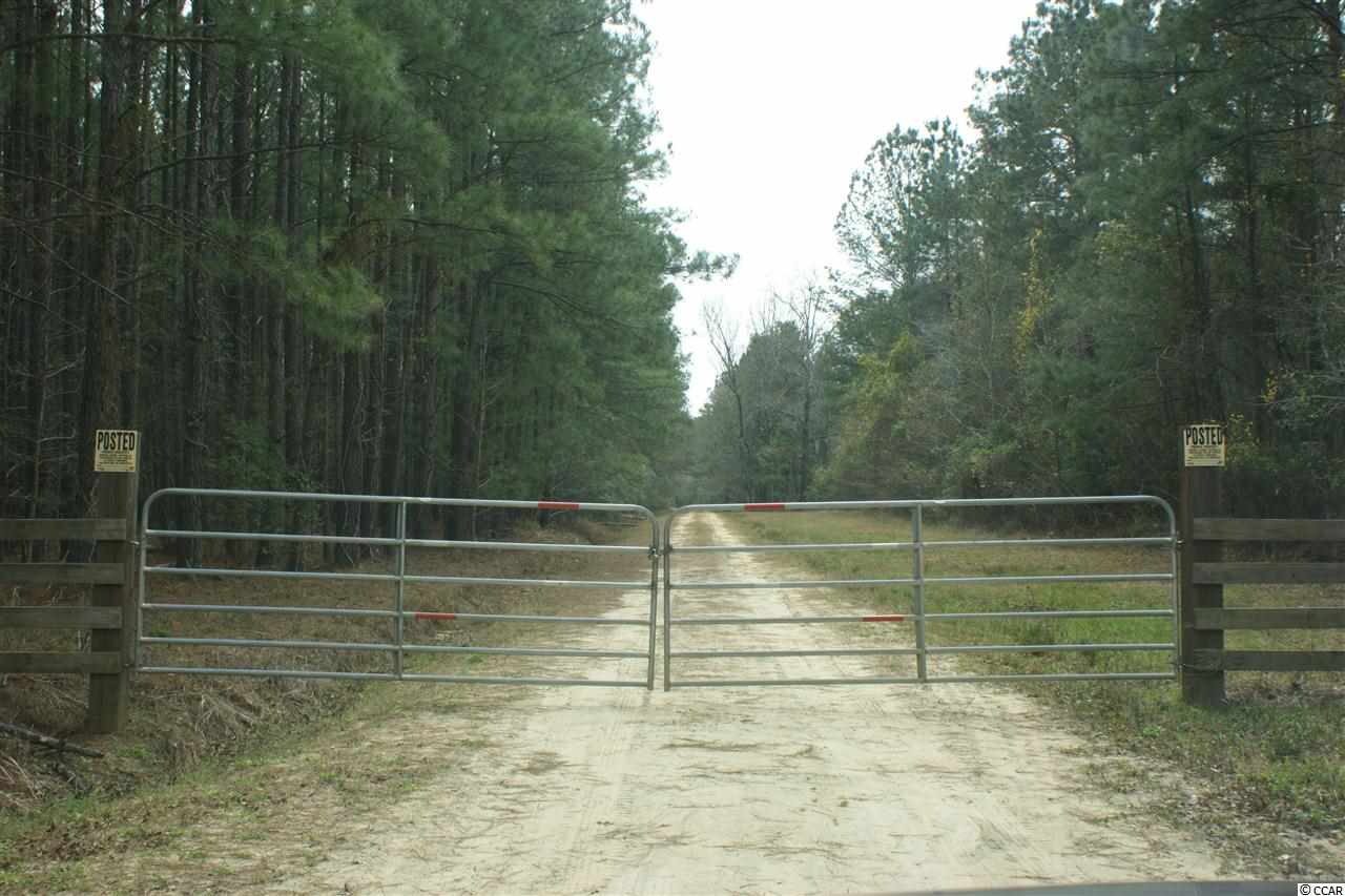 184.60-acres Benton Williams Road Georgetown, SC 29440 - Photo 12 of 14