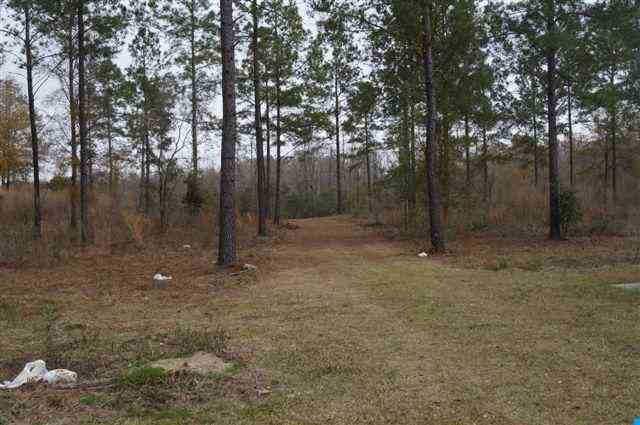184.60-acres Benton Williams Road Georgetown, SC 29440 - Photo 3 of 14