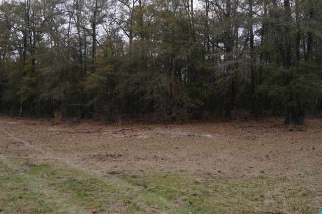 184.60-acres Benton Williams Road Georgetown, SC 29440 - Photo 7 of 14