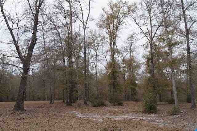 184.60-acres Benton Williams Road Georgetown, SC 29440 - Photo 9 of 14