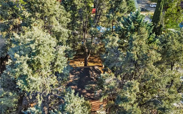 a view of a tree in a forest