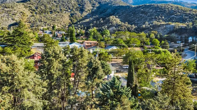 a view of a large yard with plants and large trees