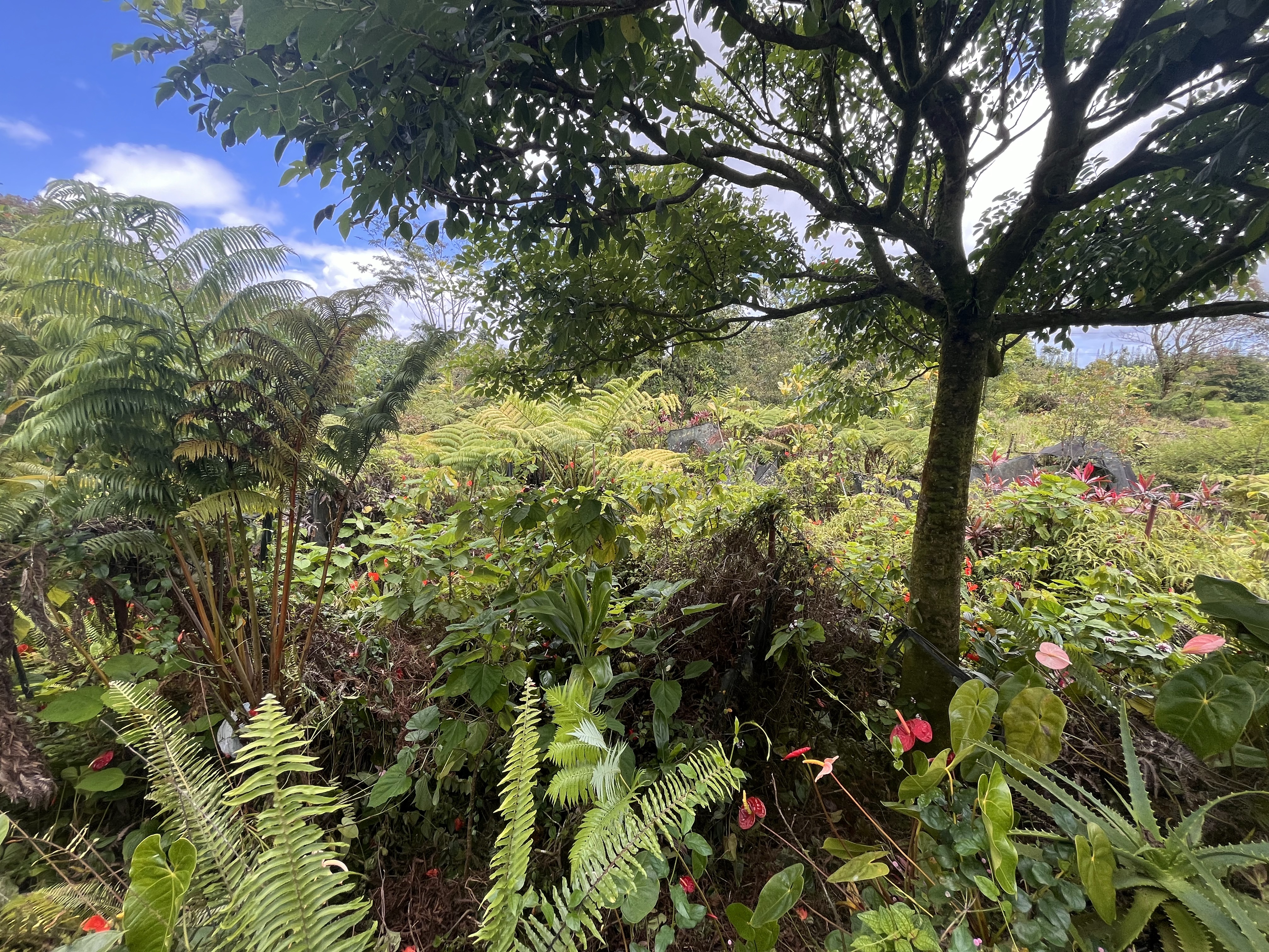 18-1270 Volcano Road Mountain View, HI 96771 - Photo 27 of 30