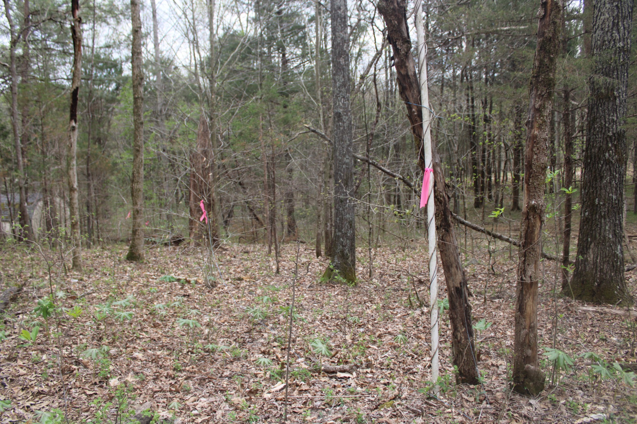 0 Cochran Road Lyles, TN 37098 - Photo 18 of 24 Gallery Image 18