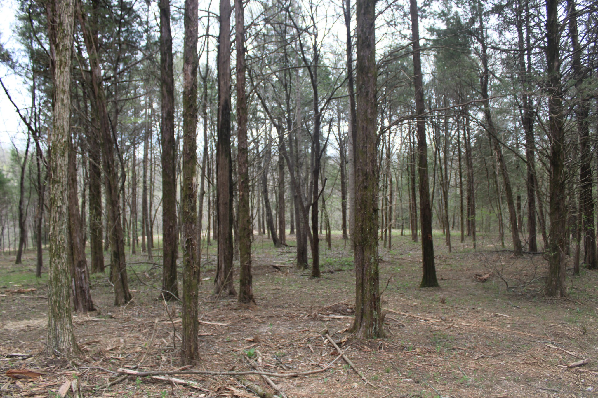 0 Cochran Road Lyles, TN 37098 - Photo 9 of 24 Gallery Image 9
