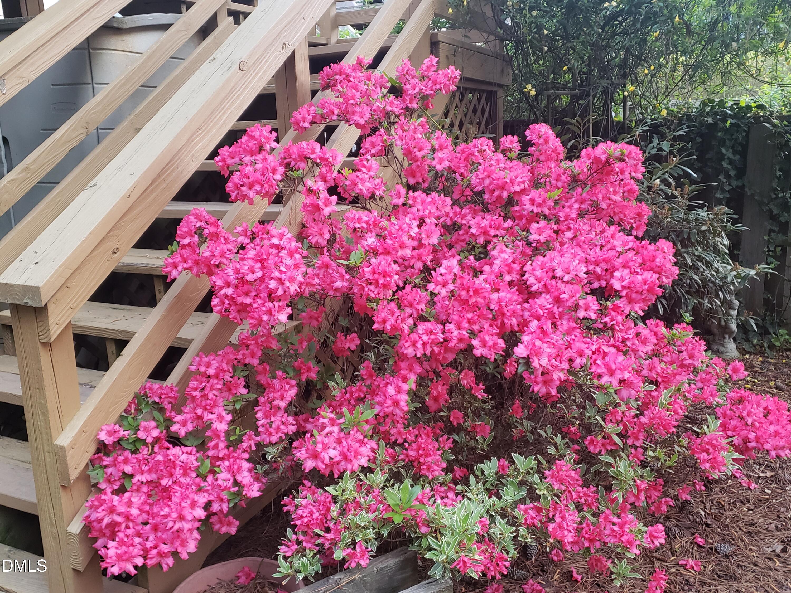 1424 Mapleside Court Raleigh, NC 27609 - Photo 59 of 72 Landscaping (11)
