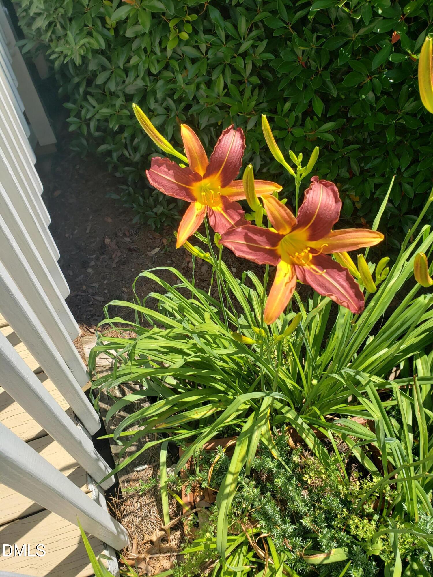 1424 Mapleside Court Raleigh, NC 27609 - Photo 65 of 72 a backyard of a house with lots of green space