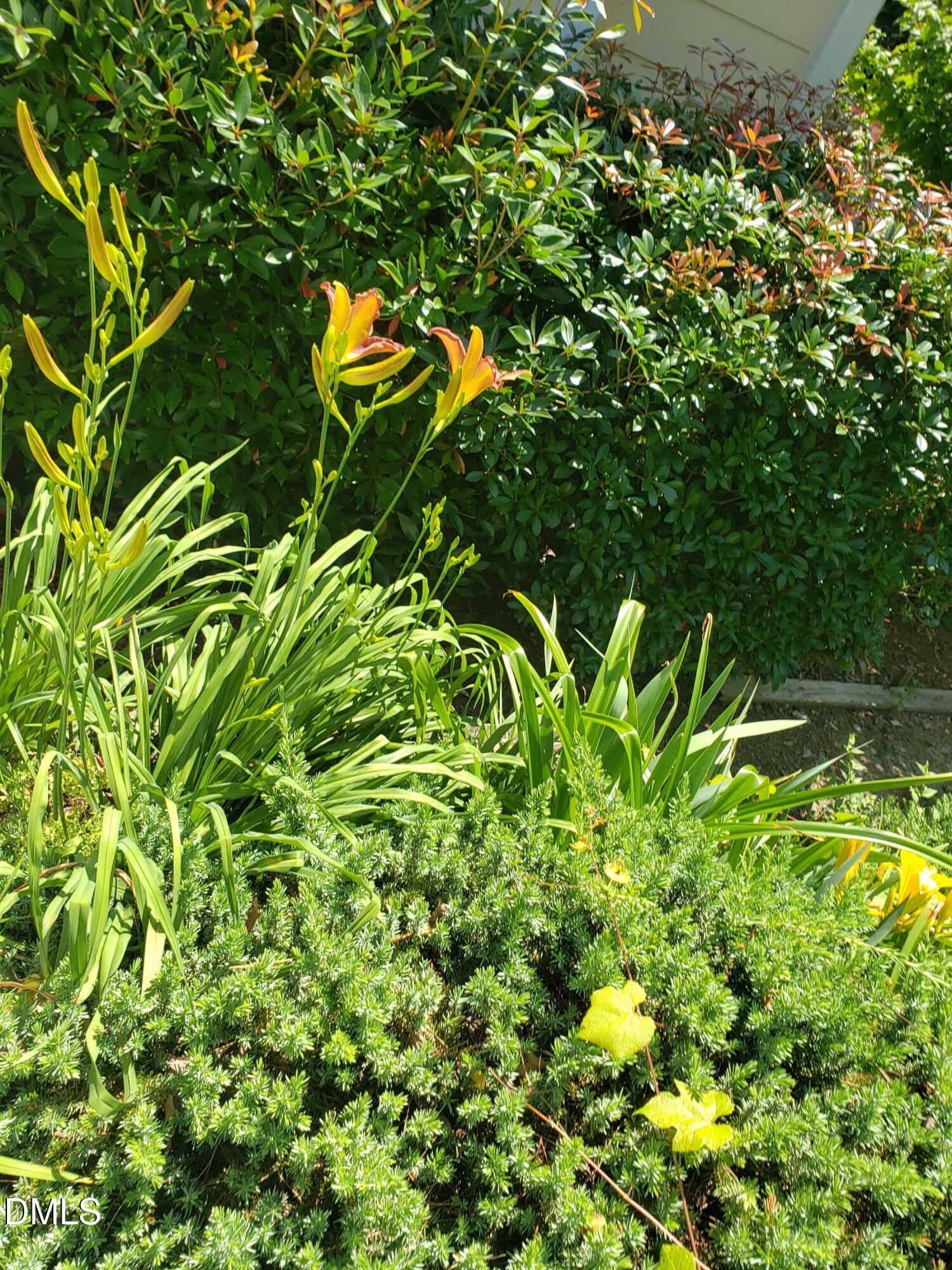 1424 Mapleside Court Raleigh, NC 27609 - Photo 66 of 72 a backyard of a house with lots of green space