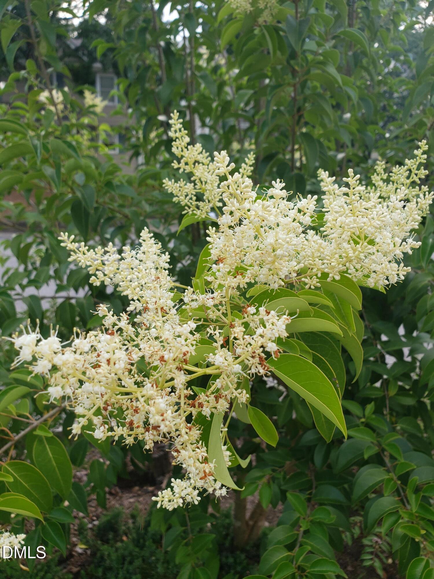 1424 Mapleside Court Raleigh, NC 27609 - Photo 67 of 72 Landscaping (19)