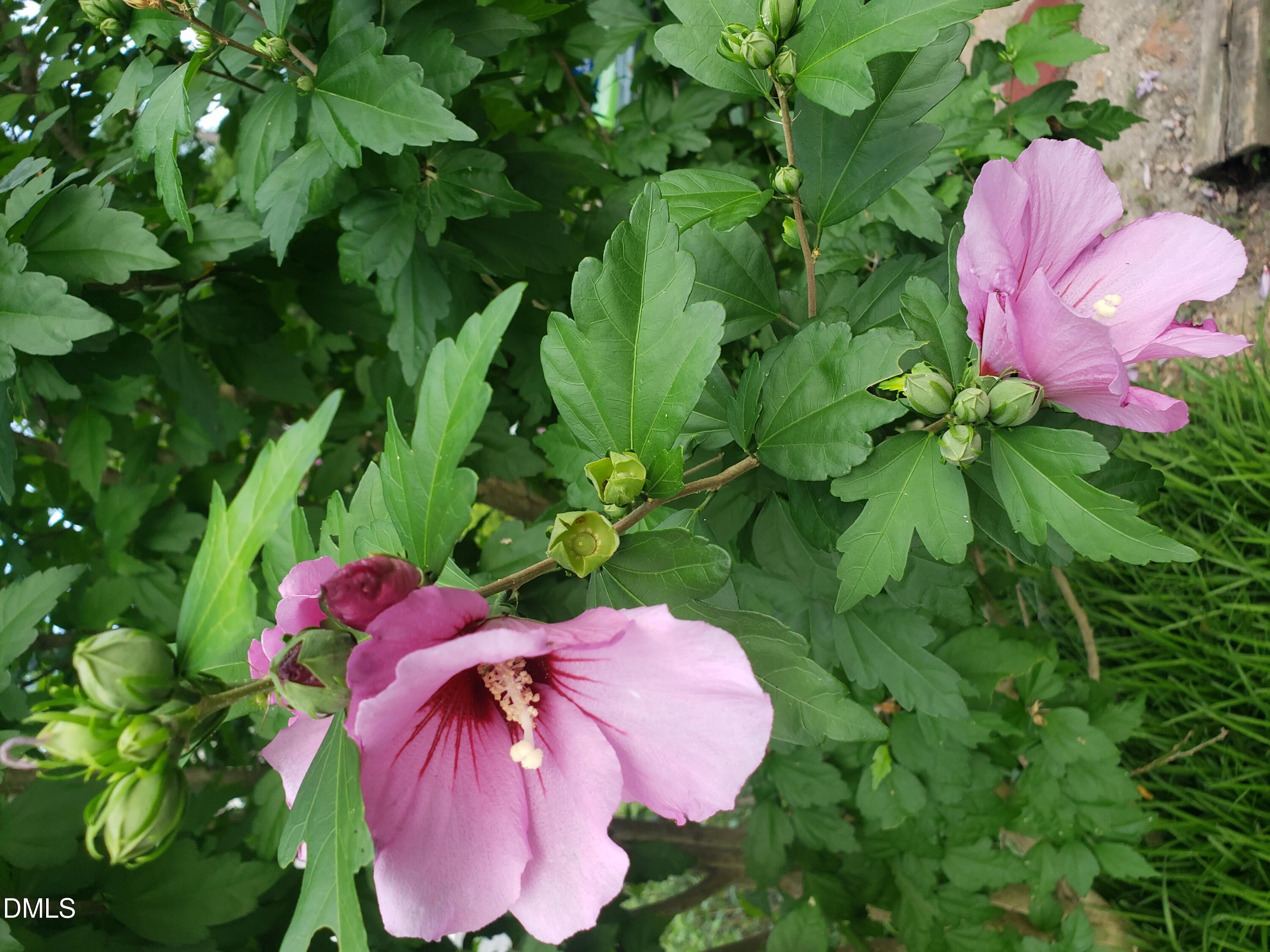 1424 Mapleside Court Raleigh, NC 27609 - Photo 68 of 72 a view of a flower in a garden