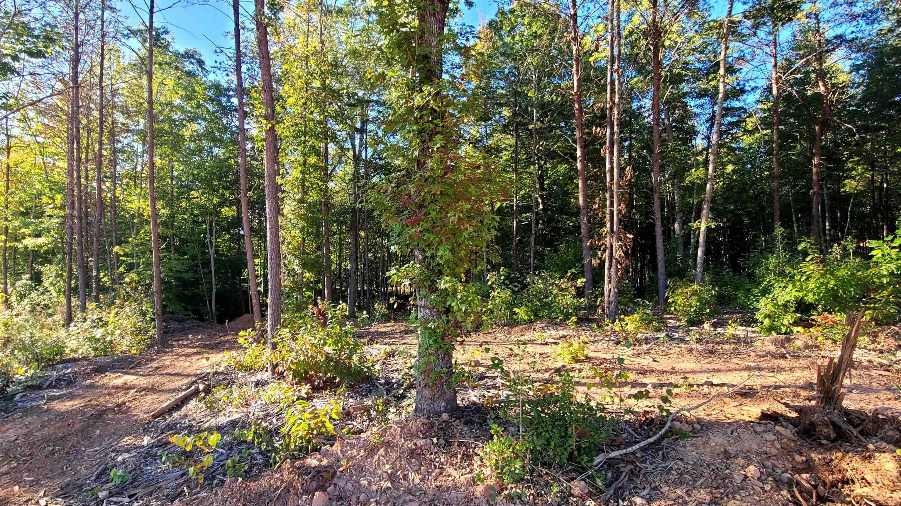 0 Belue Mill Road Landrum, SC 29356 - Photo 4 of 7