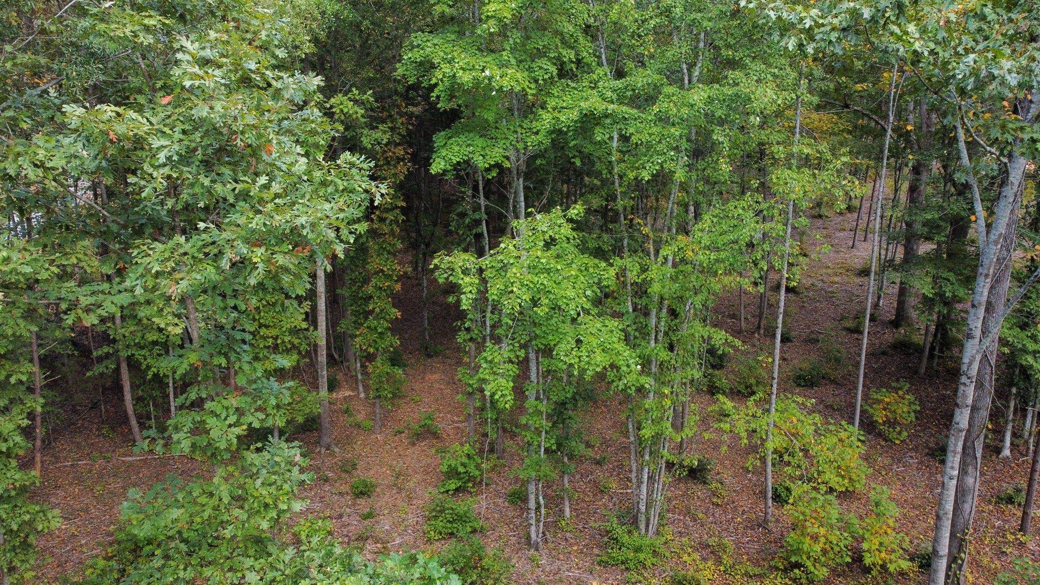 0 Belue Mill Road Landrum, SC 29356 - Photo 5 of 7