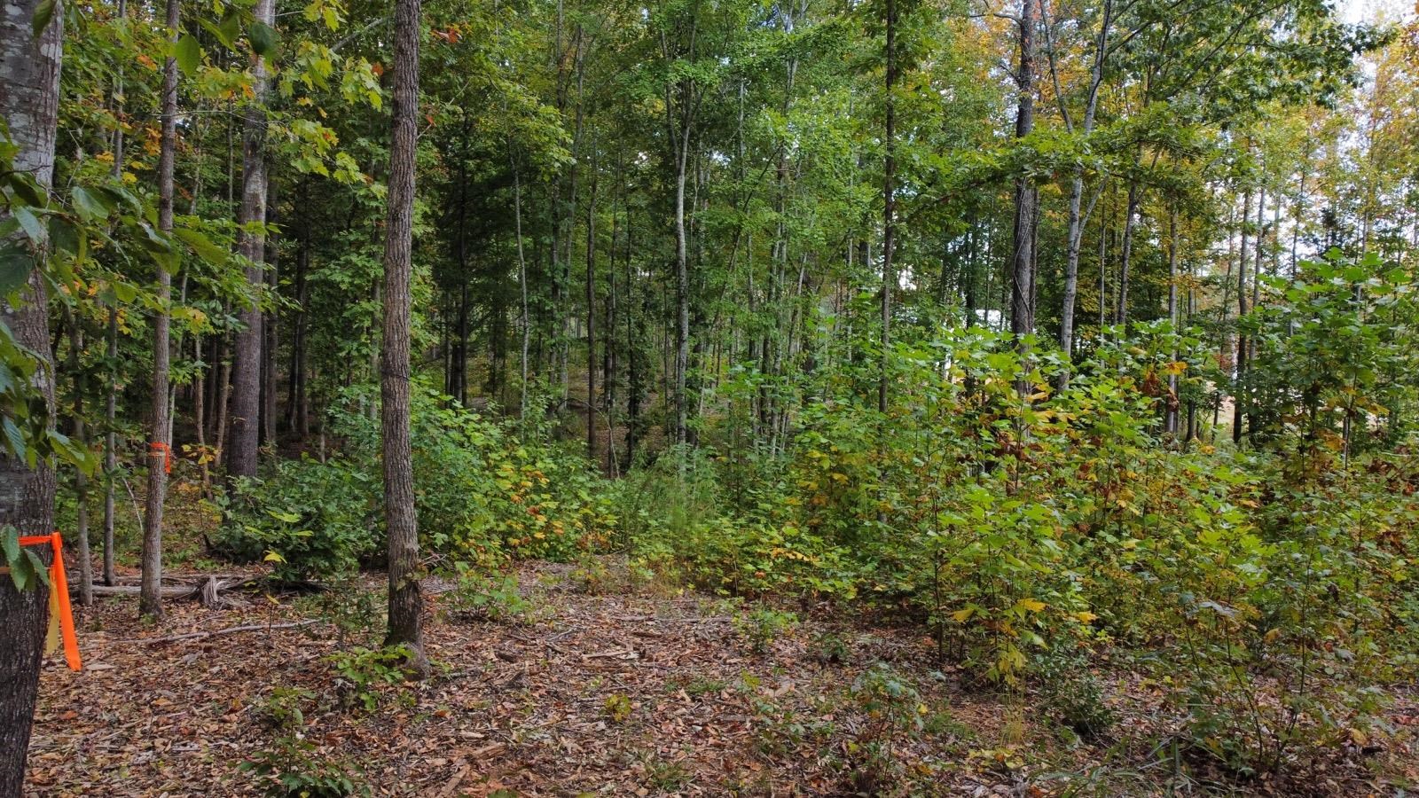0 Belue Mill Road Landrum, SC 29356 - Photo 7 of 7