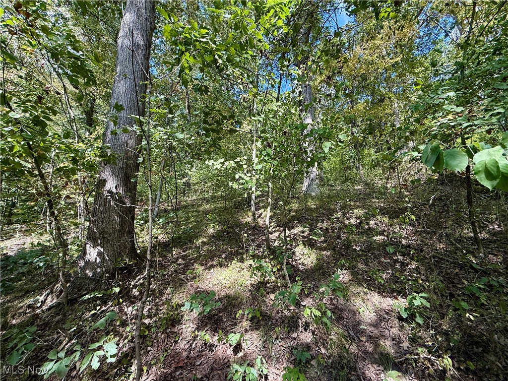 View of wooded area