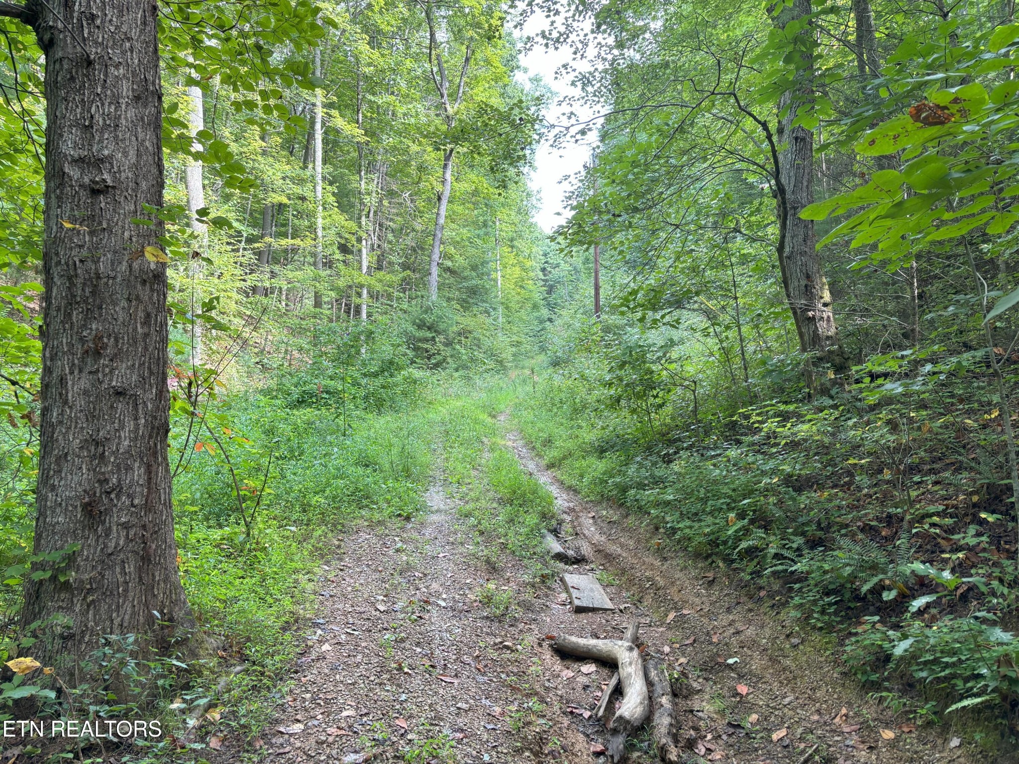 250 Seng Garden Road Tellico Plains, TN 37385 - Photo 11 of 15