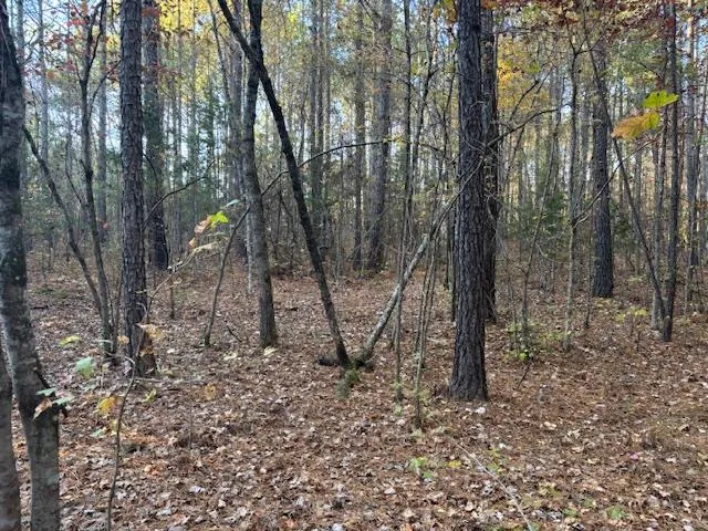 a view of a forest with large trees