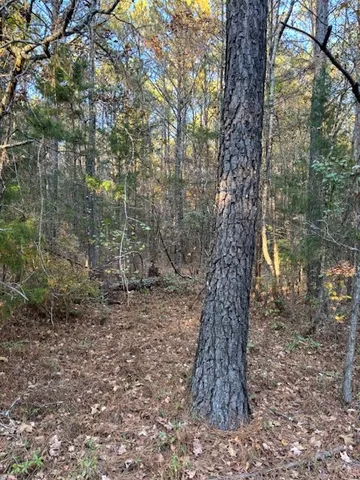 a big tree covered with tall trees
