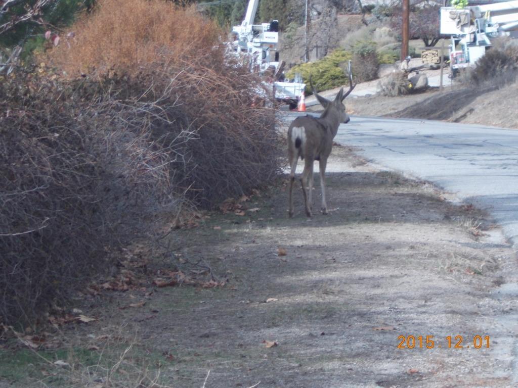 29581 Butterfield Way Tehachapi, CA 93561 - Photo 5 of 5 a view of a yard