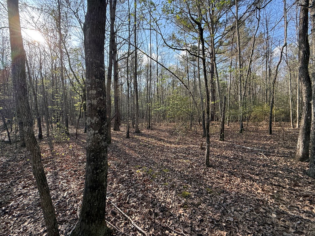 0 Oak Mountain Road Waverly Hall, GA 31831 - Photo 11 of 50 a view of a forest filled with trees