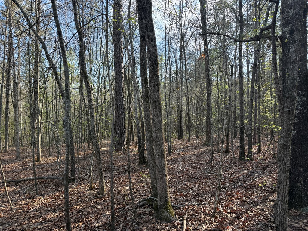 0 Oak Mountain Road Waverly Hall, GA 31831 - Photo 12 of 50 a view of a forest with trees in the background