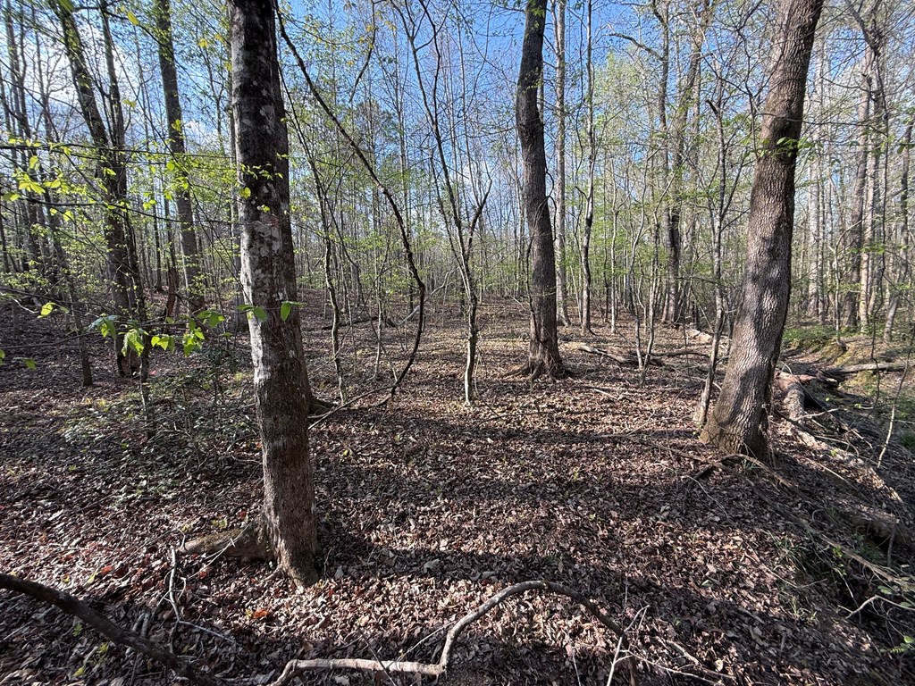 0 Oak Mountain Road Waverly Hall, GA 31831 - Photo 17 of 50 a view of a backyard