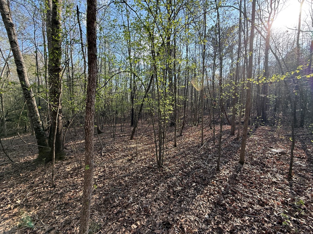 0 Oak Mountain Road Waverly Hall, GA 31831 - Photo 18 of 50 a view of a forest with trees