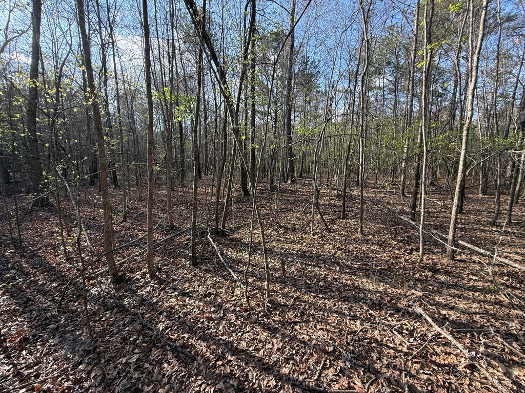 0 Oak Mountain Road Waverly Hall, GA 31831 - Photo 19 of 50 a view of a forest with a trees