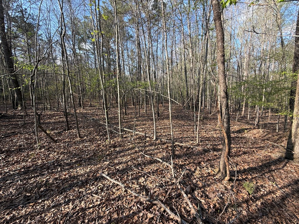 0 Oak Mountain Road Waverly Hall, GA 31831 - Photo 20 of 50 a view of a forest with a trees