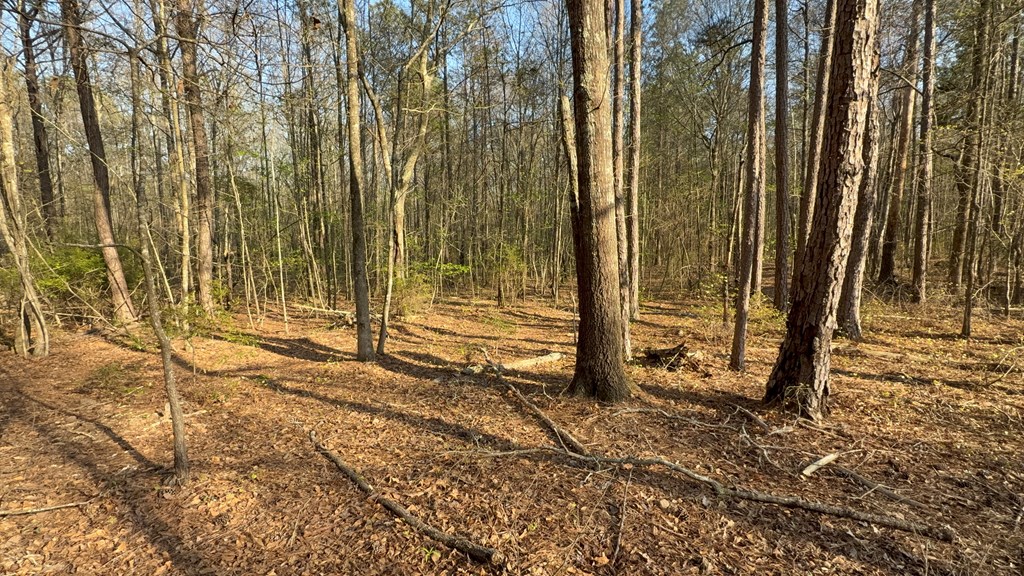0 Oak Mountain Road Waverly Hall, GA 31831 - Photo 2 of 50 a view of a backyard of the house