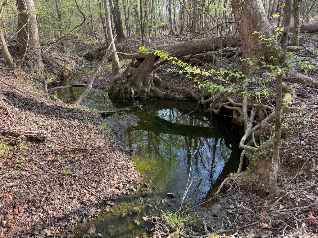 0 Oak Mountain Road Waverly Hall, GA 31831 - Photo 21 of 50 a view of banana tree